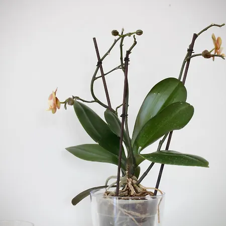 Like Ii - Casa Espacosa Com 3 Quartos E Vista Mar ヴィラ *