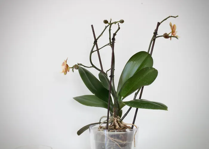 Like Ii - Casa Espacosa Com 3 Quartos E Vista Mar 别墅 *