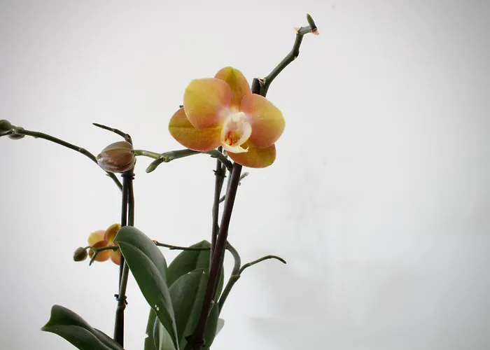 Like Ii - Casa Espacosa Com 3 Quartos E Vista Mar *