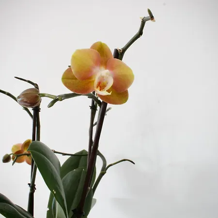 Like Ii - Casa Espacosa Com 3 Quartos E Vista Mar *